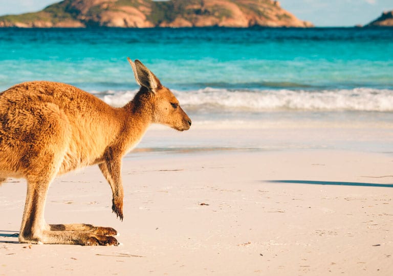 hello australia